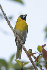 Caryothraustes poliogaster