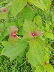 Miconia subcrustulata