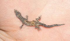 Sphaerodactylidae