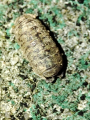 Armadillidium assimile