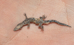 Sphaerodactylidae