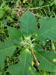 Euphorbia heterophylla image