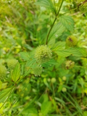 Hyptis capitata