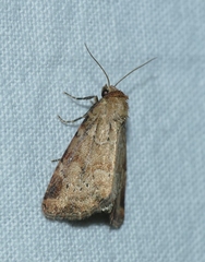 Photedes minima