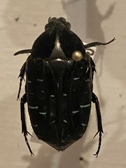 Euchroea