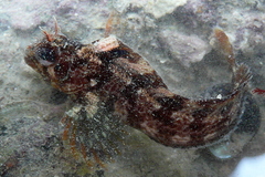 Parablennius gattorugine