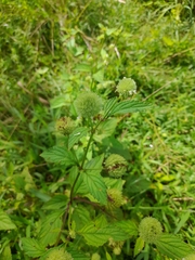 Hyptis capitata