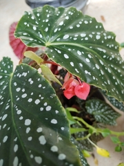 Begonia maculata