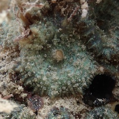 Discosoma carlgreni