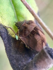Homaemus aeneifrons