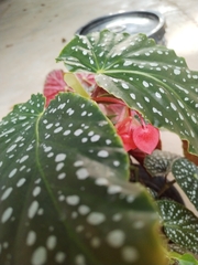 Begonia maculata