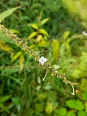 Gonzalagunia hirsuta