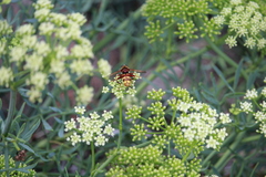 Milesia crabroniformis
