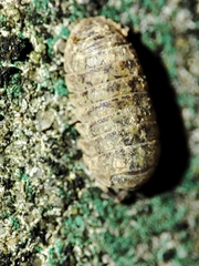Armadillidium assimile