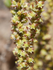 Crassula muscosa