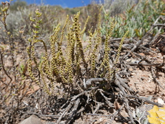 Crassula muscosa
