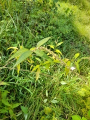 Gonzalagunia hirsuta