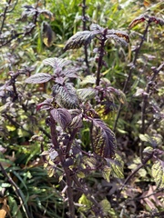 Perilla frutescens
