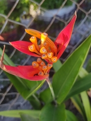 Heliconia psittacorum
