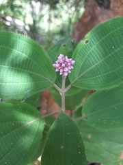 Miconia xalapensis