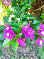 Bougainvillea glabra