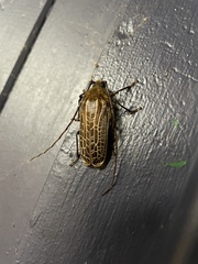 Prionoplus reticularis