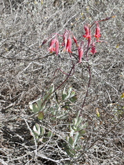 Cotyledon orbiculata