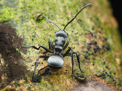 Polyrhachis saevissima