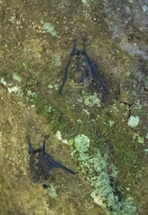 Saccopteryx