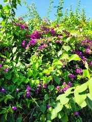 Bougainvillea glabra