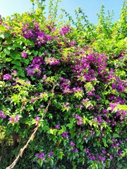 Bougainvillea glabra