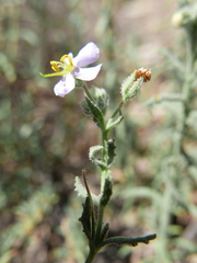 Chaenostoma caeruleum