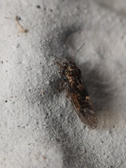 Psylloidea