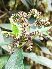 Aegiphila ferruginea