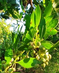 Conocarpus