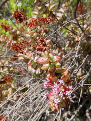 Crassula rupestris
