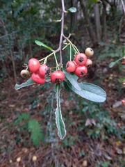 Pyracantha