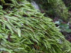 Plagiothecium undulatum