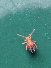 Dicyrtomina ornata