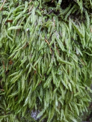 Plagiothecium undulatum