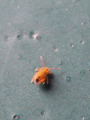 Dicyrtomina ornata