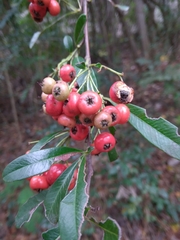 Pyracantha