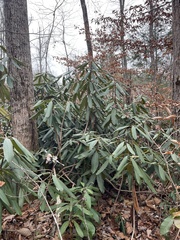 Rhododendron maximum