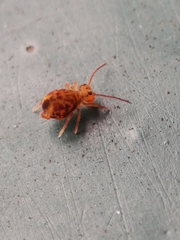 Dicyrtomina ornata