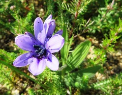 Babiana angustifolia