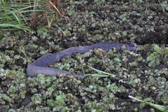 Acrochordus arafurae