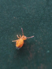 Dicyrtomina ornata