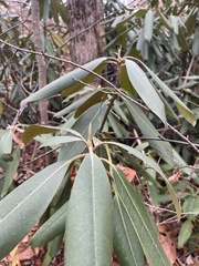 Rhododendron maximum