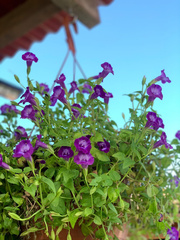 Campanula medium