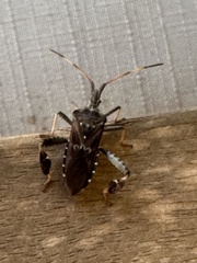 Leptoglossus corculus